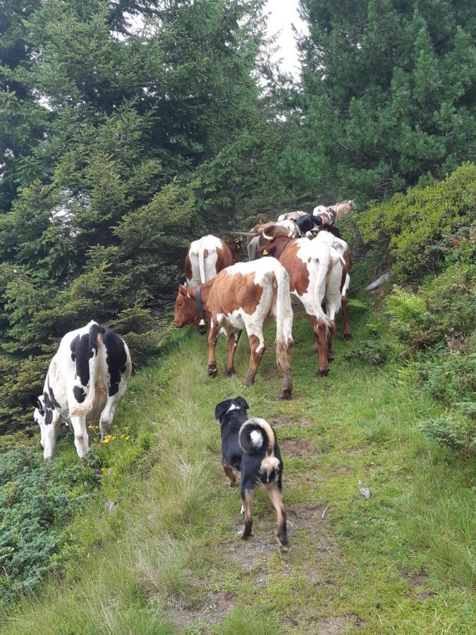 Ferienwohnung Schatzhof Jochberg Eksteriør billede